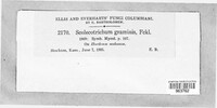 Graminopassalora graminis image